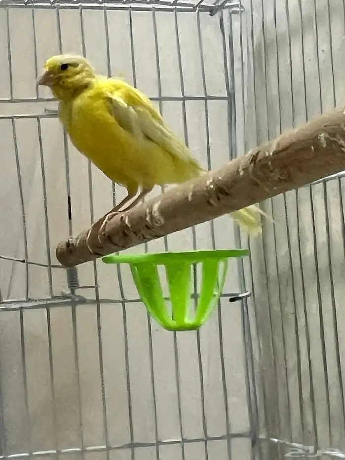 انثى كناري سوري جاهزة(تم البيع) 0