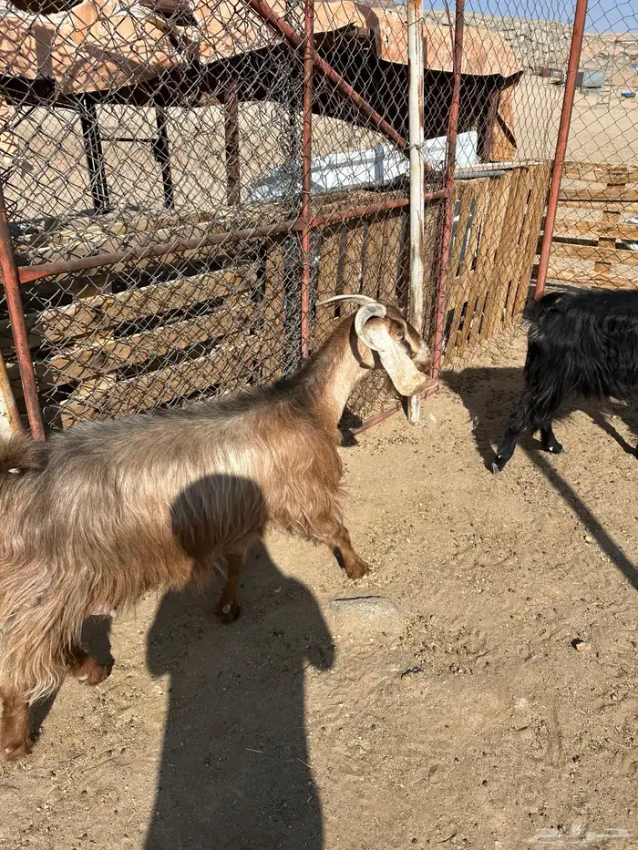 معزا العدد 6 جمع دفيع 4