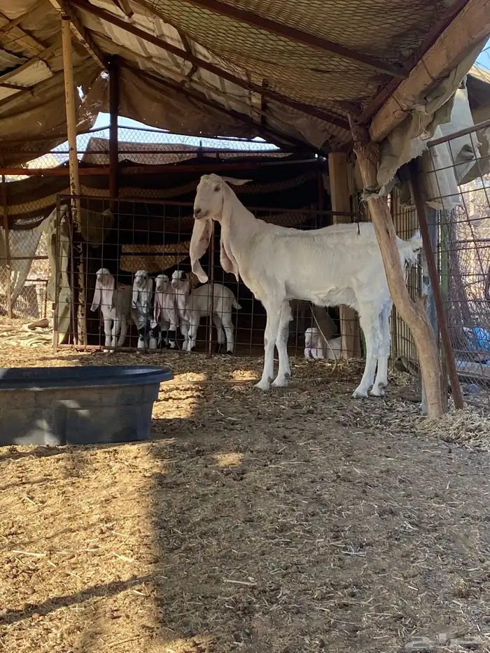 عنز والد معها تيس خصم صنف 0