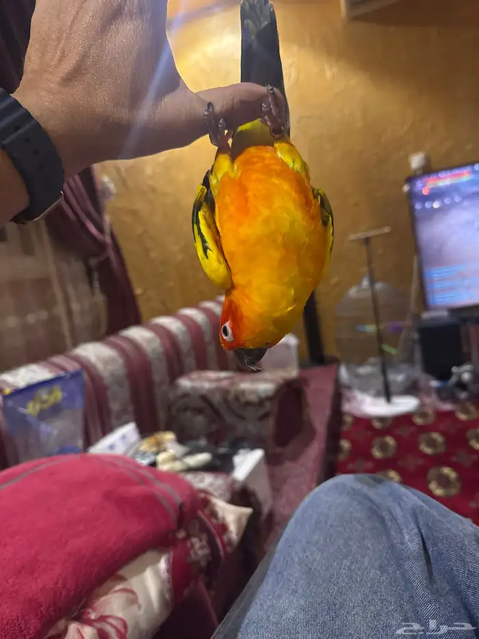 صن كنيور نشبة 3