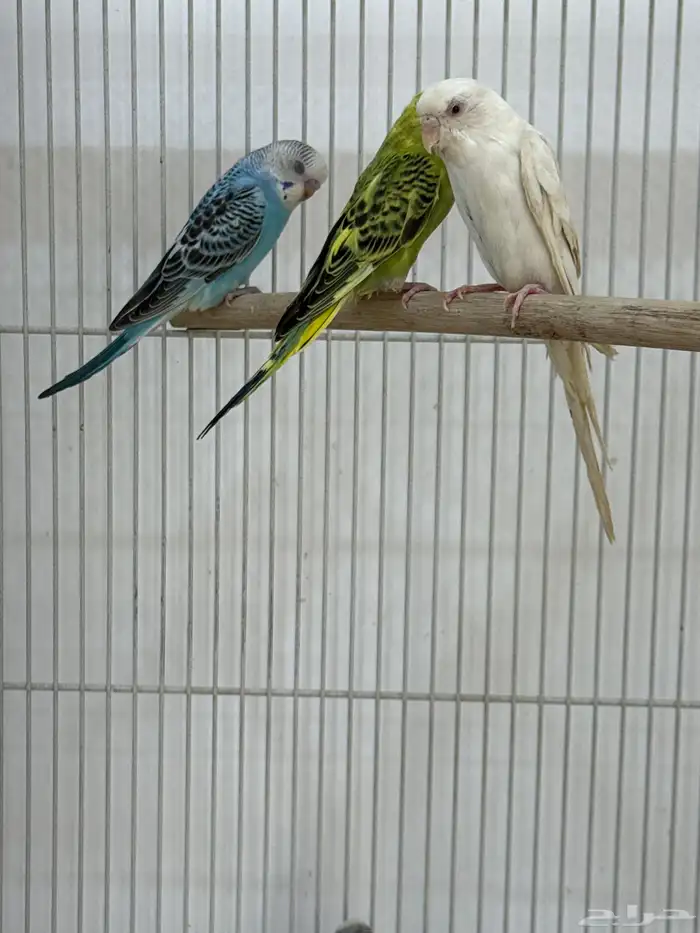 للبيع 6 اناثي وثلاثه ذكور تم البيع 0