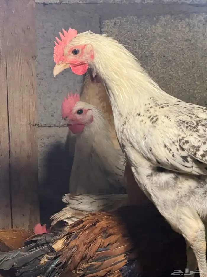 ديك بلدي جمله تم البيع تم البيع 2