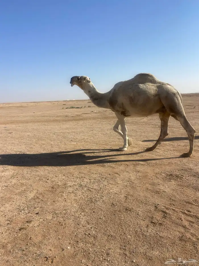 للبيع بعير فحل ساسه عوني 1