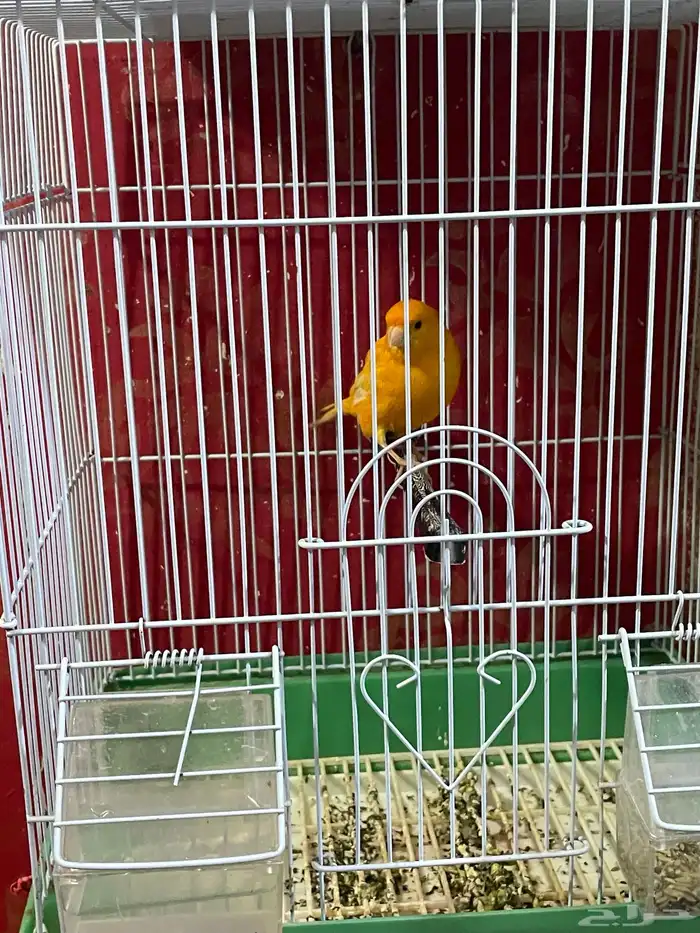 كناري مجموعه ذكور 6