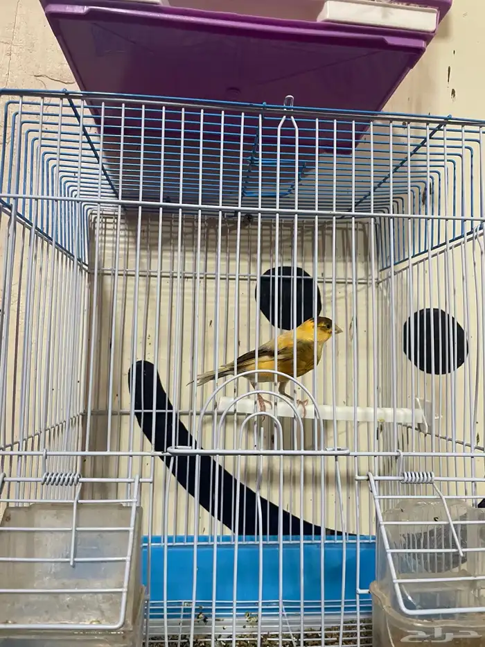 كناري مجموعه ذكور 11