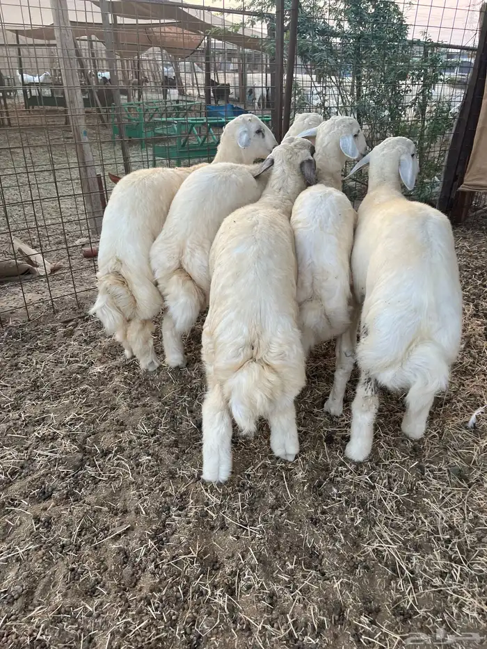 طليان حري فل شحم ولحم طائفي درجه أولى 4