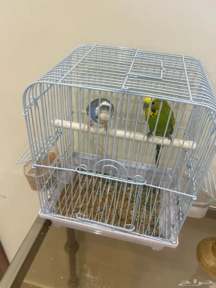 طيور حب للبيع على السوم 0