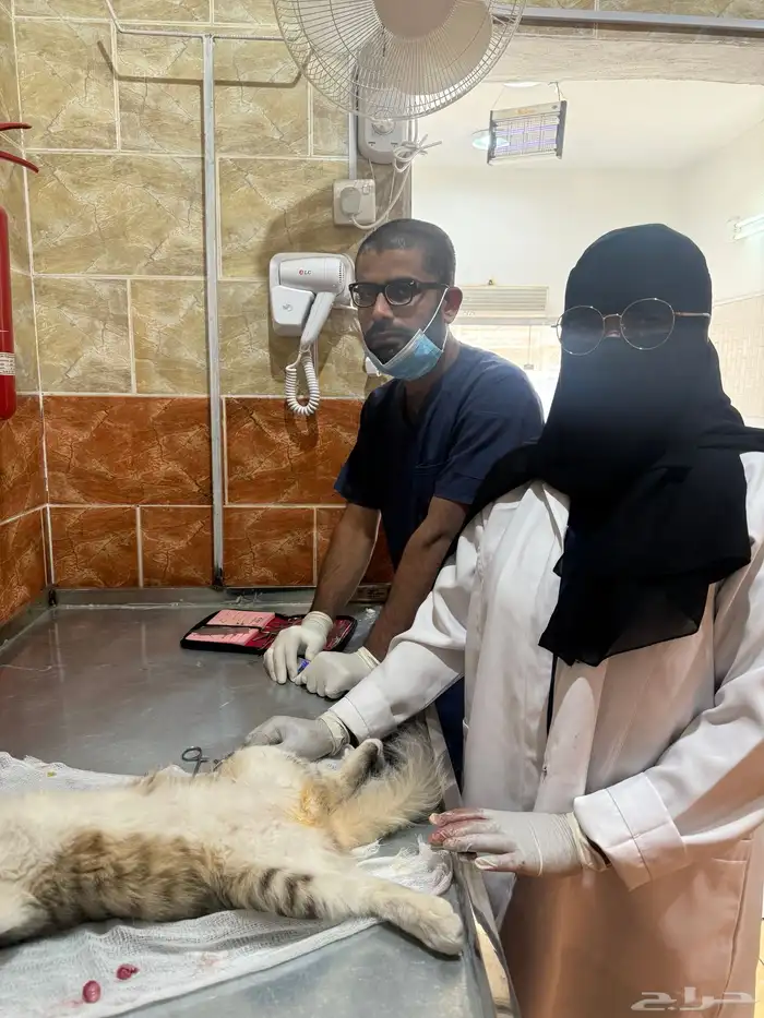 عيادة صفوة الجياد للرعاية البيطرية 9