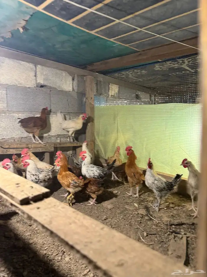 ديك بلدي جمله تم البيع تم البيع 0