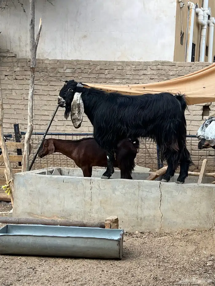 تيس فحل عارضي خصم مشروط الظراب 0