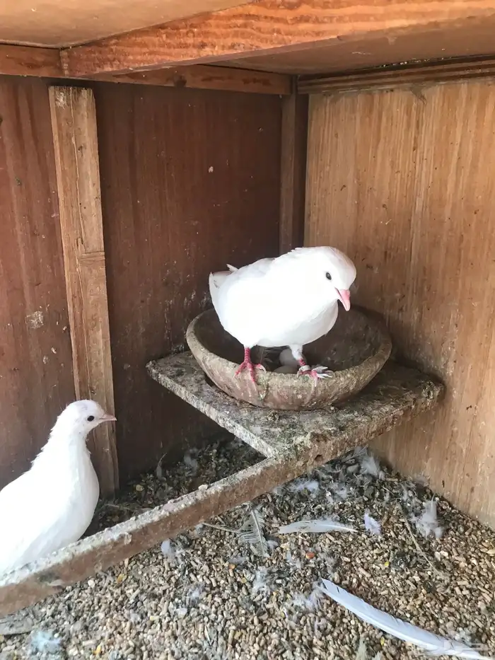 صنعاني اصيل شيبه 16