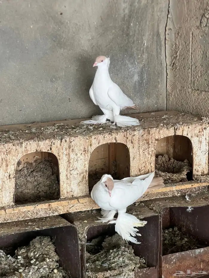 زوجين بالوني اصفر 2