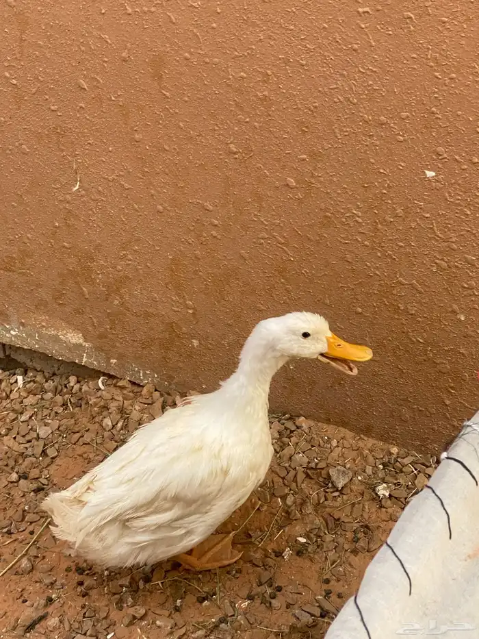 للبيع ارانب   بطه 1