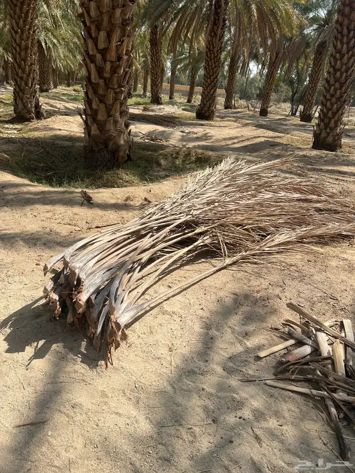 حمله دينه سعف للبيع 0