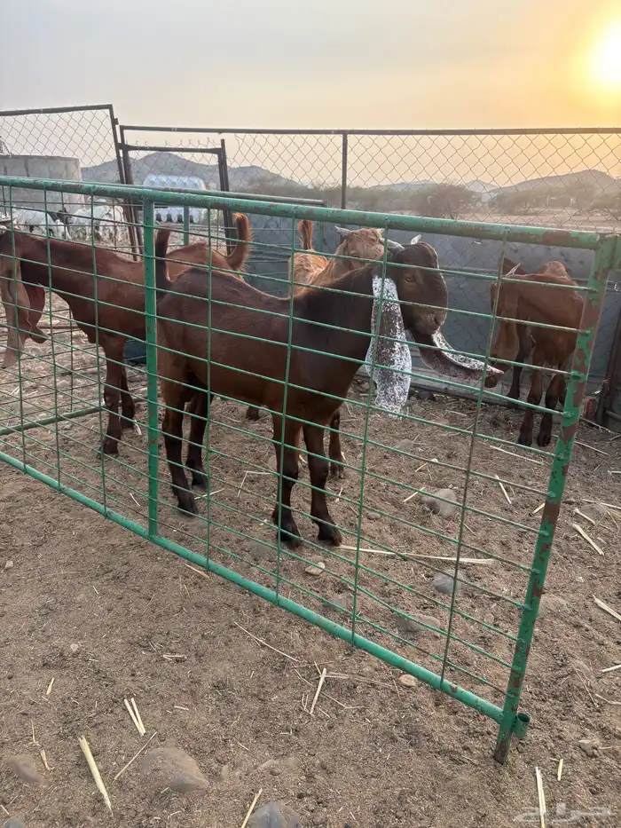 تيوس مشاريع 0