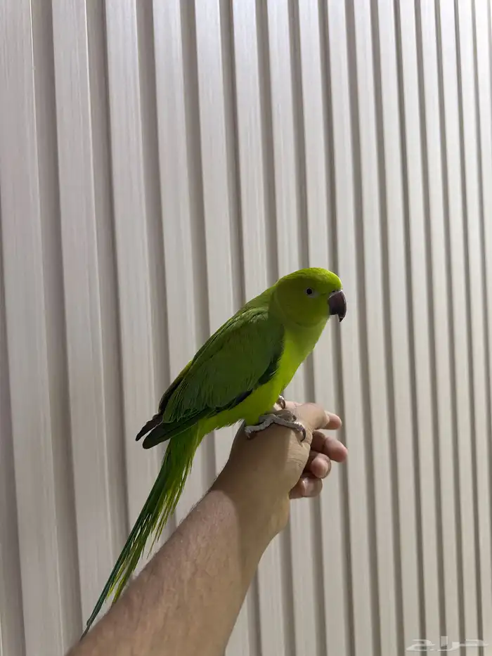 انثى ببغاء الدرة 3