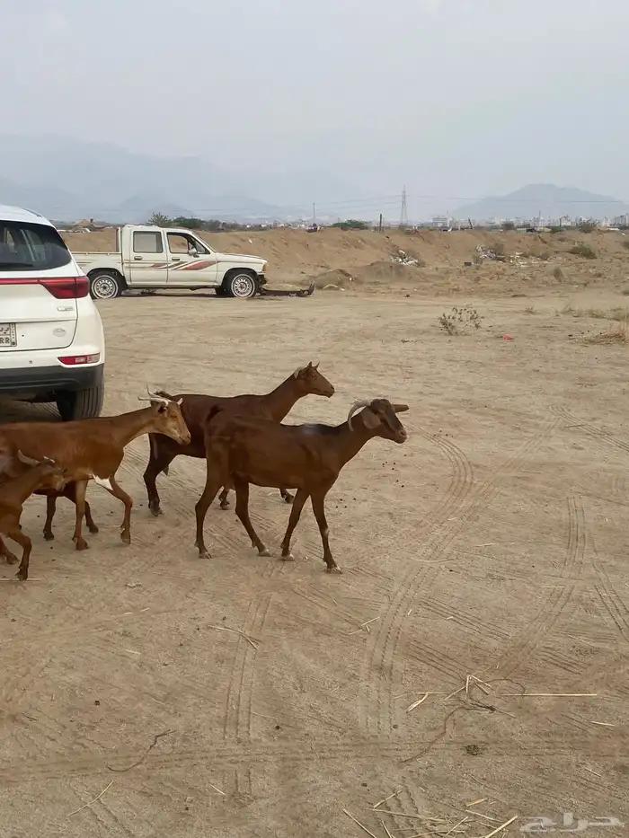 خلفات محايلات تم البيع 1