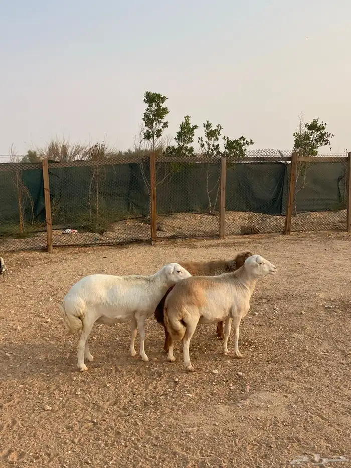 غنم رفيديه دفيع 1