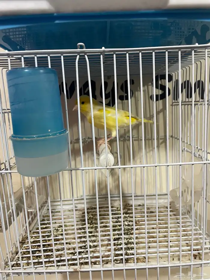 كناري مجموعه ذكور 12