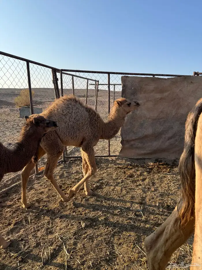 خلفه ام ثالث. تحتها بكره 3