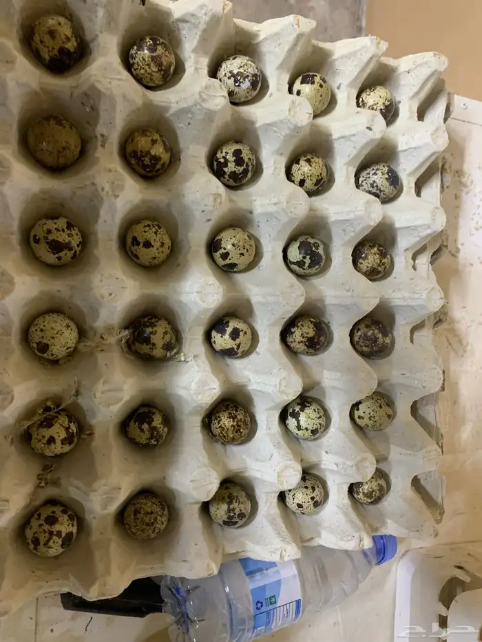 بيض سمان مخصب 0