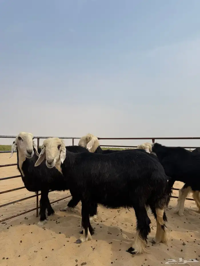 6 غنم نجد بالفحل 3