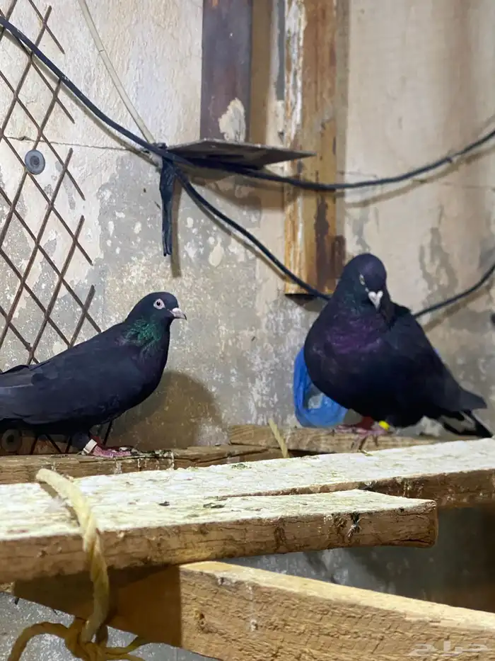 حمام قطايف 7