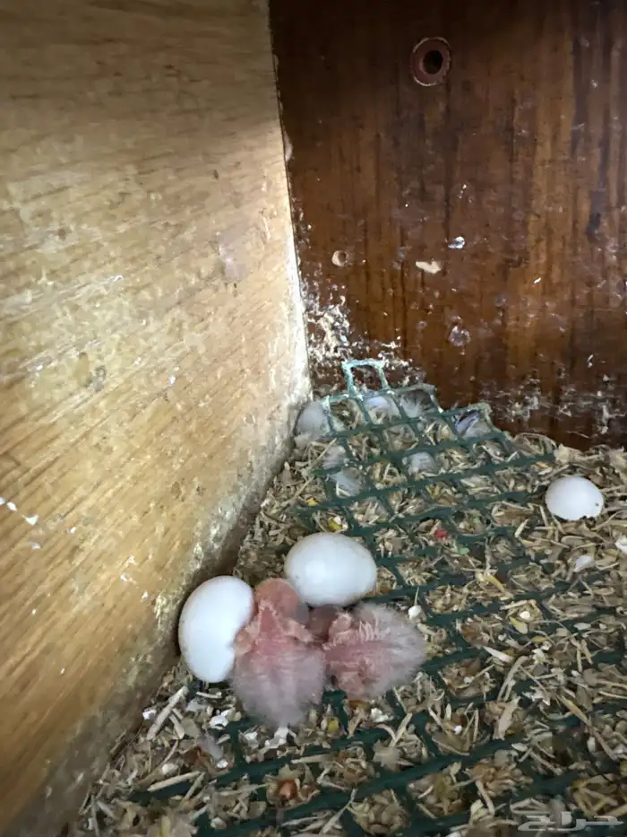 زوج روز مع ثلاثه فروخ وبيضه 4