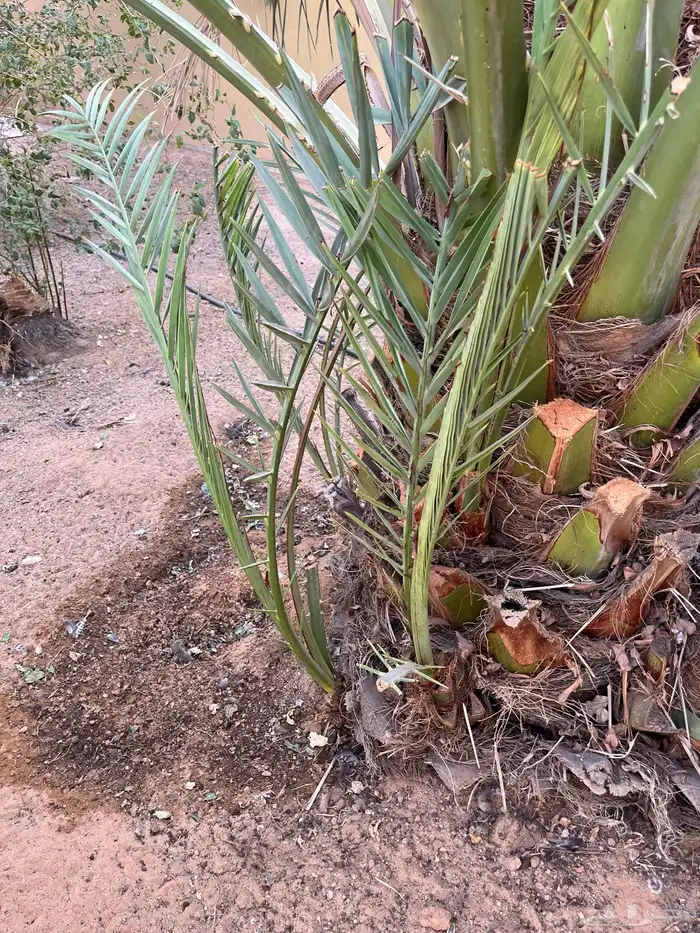 فروخ نخيل مجانا 2