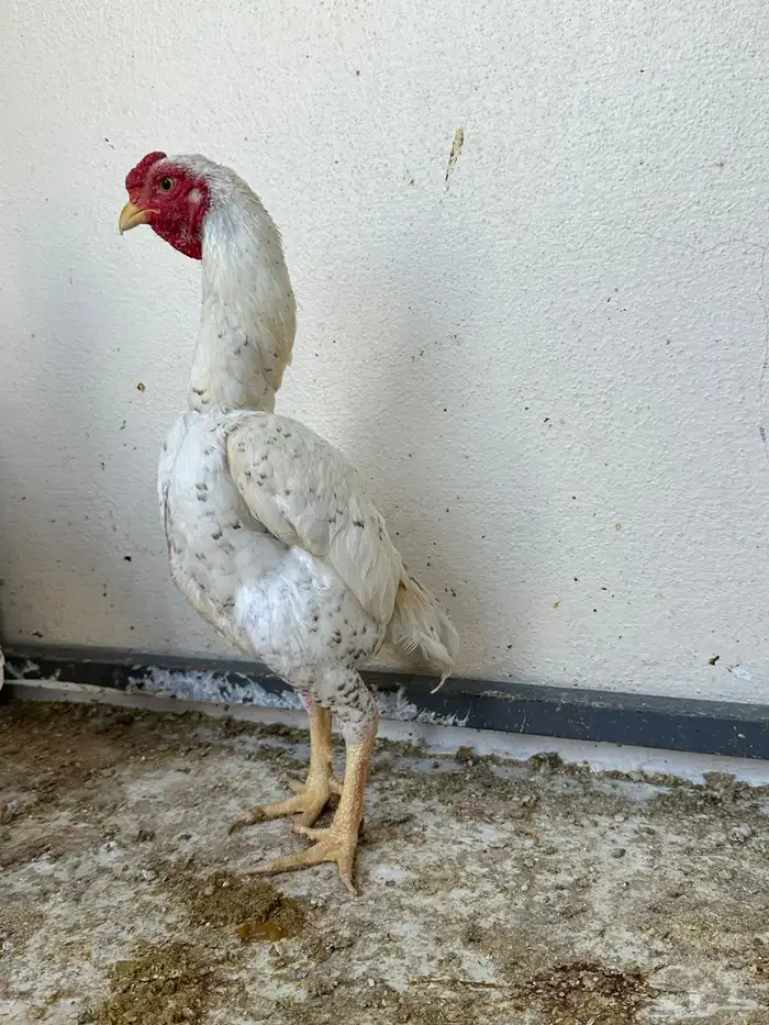 ديوك كوشامو 4