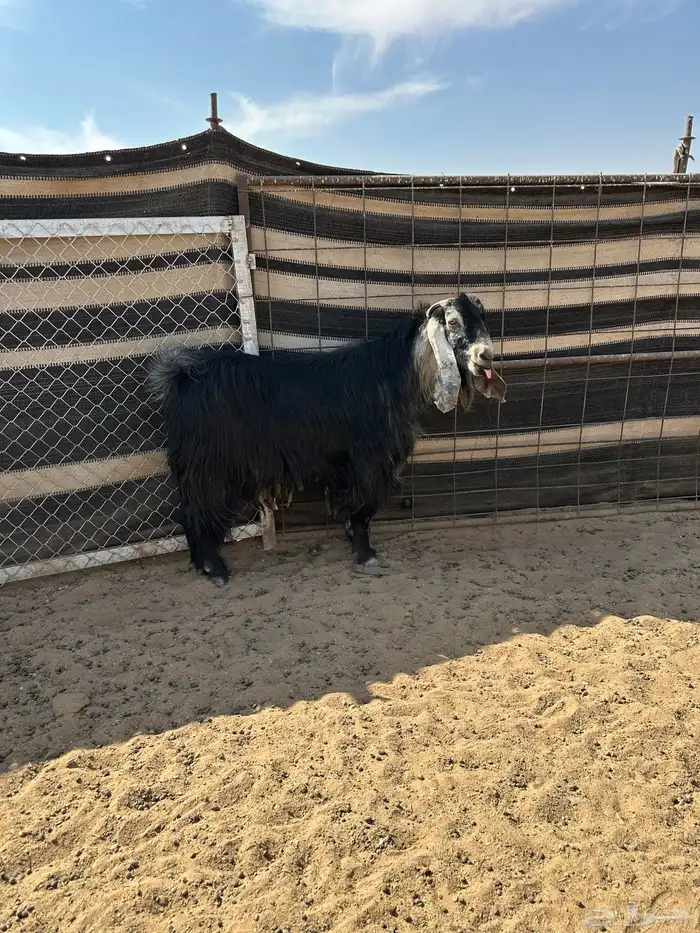 تيس شرط القريع 0