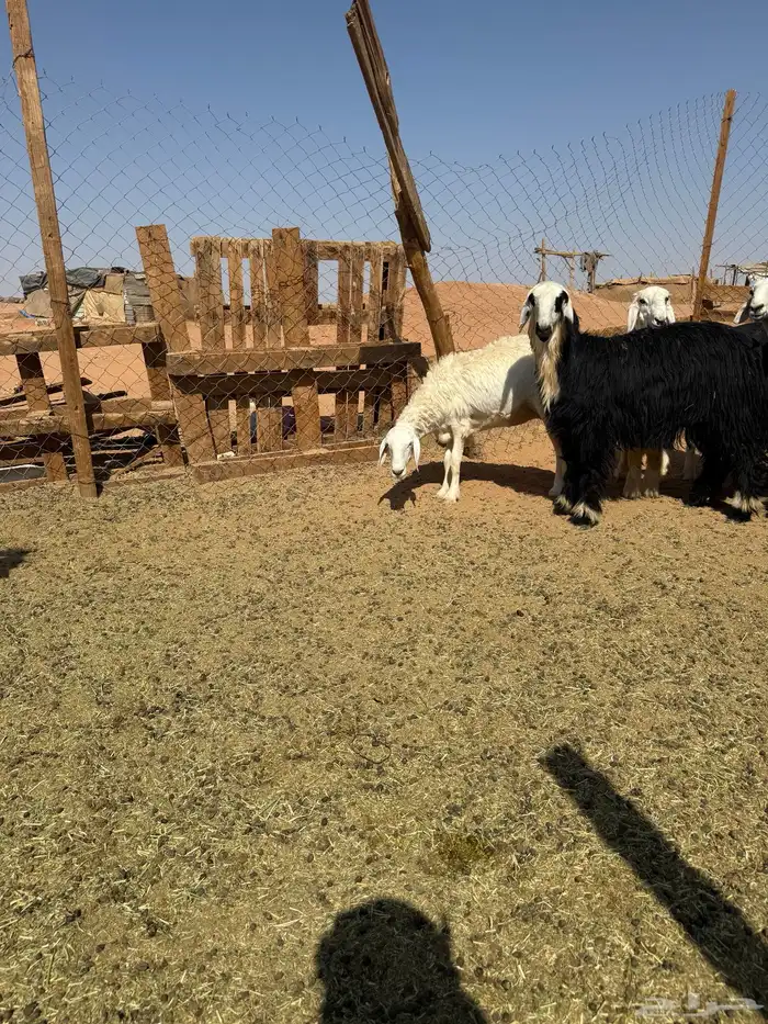 خرفان و رخال 0