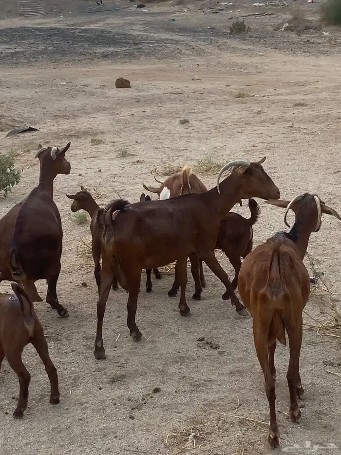 خلفات محايلات تم البيع 5