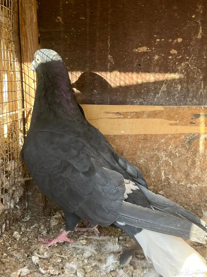 حمام قطايف أجواز وطبات 3