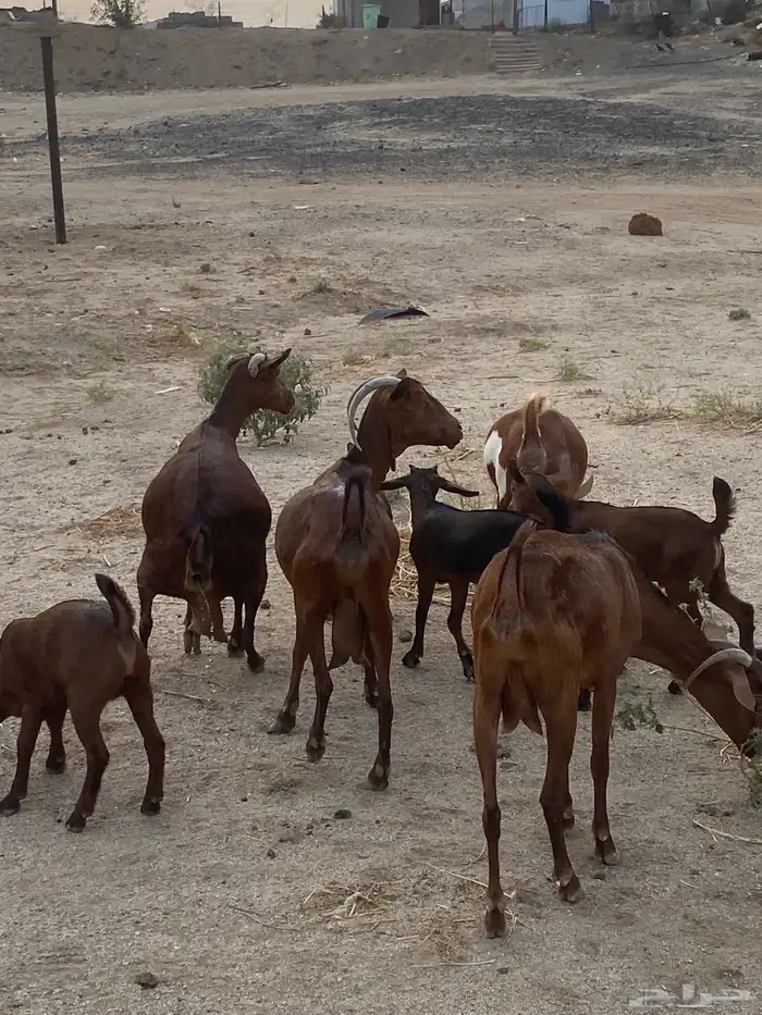 خلفات محايلات تم البيع 2