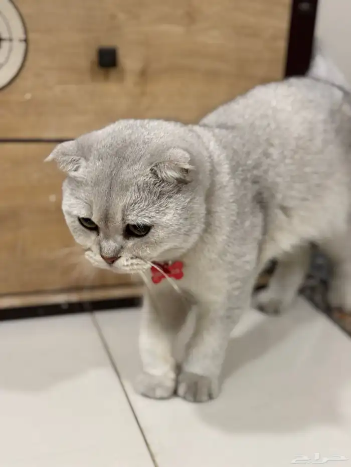 ذكر قط سكوتش اليف جدا 0