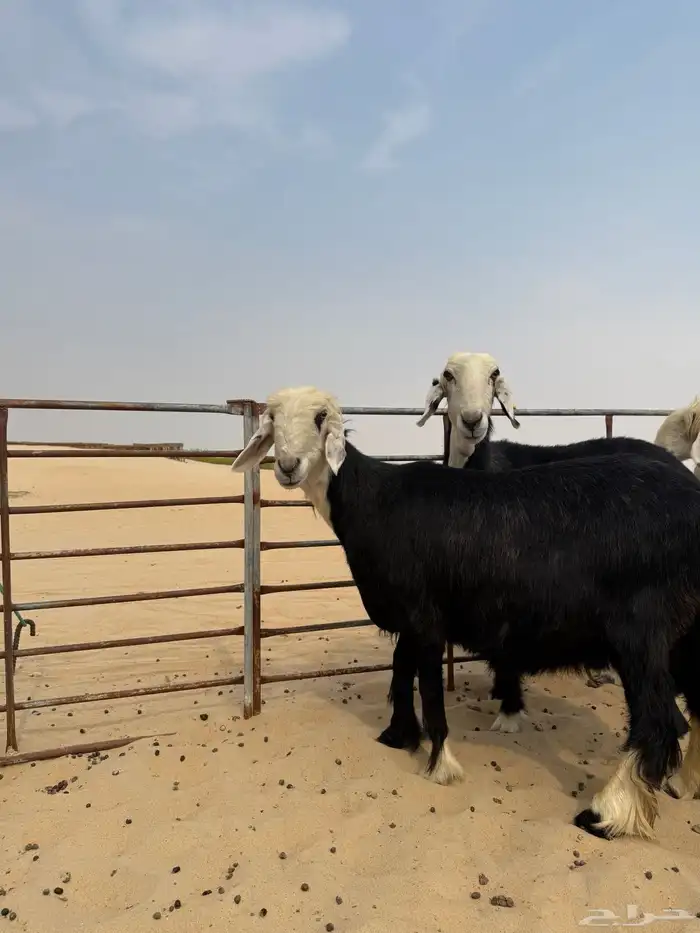 6 غنم نجد بالفحل 5