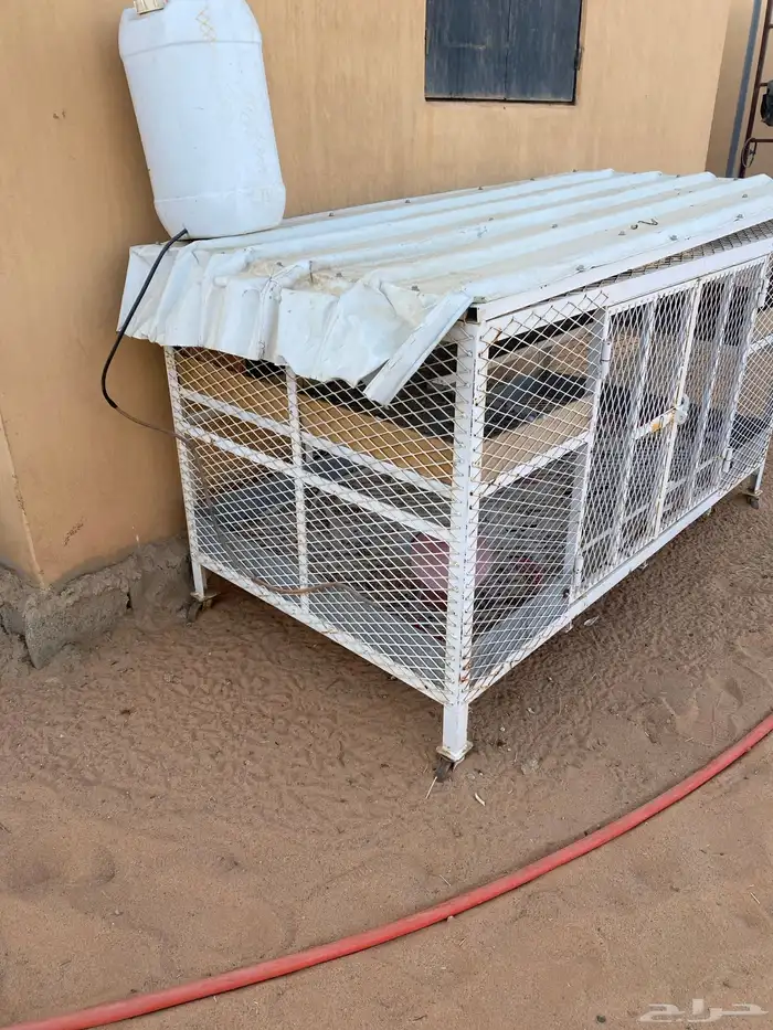 شبك بقلاوه تفصال طيب 1