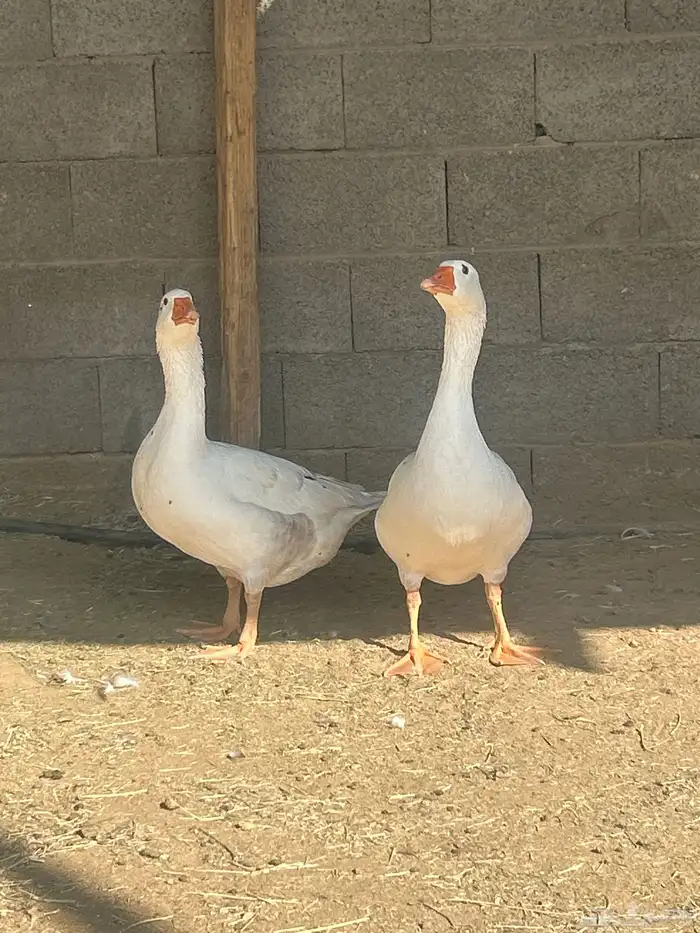 وز للبيع ذكر ونثى 4