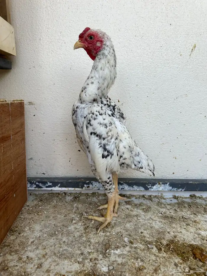 ديوك كوشامو 0