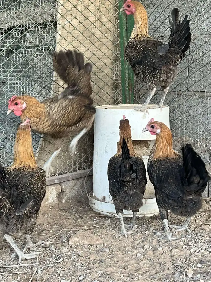 دجاج فيومي ذهبي 3