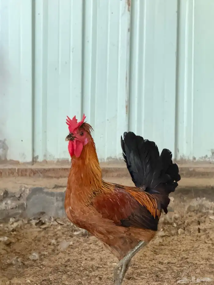 للبيع ديوك 0