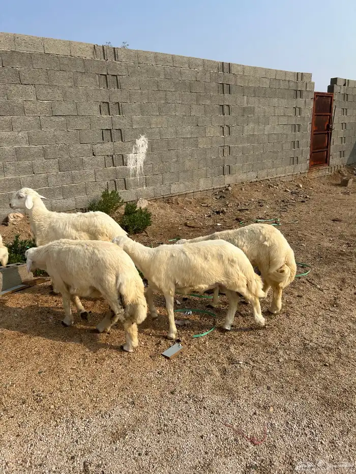 طليان حريه للبيع 0