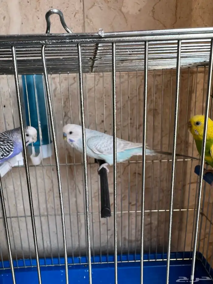 طيور الحب العدد 3 ( 1 ذكر - 2 انثى 2