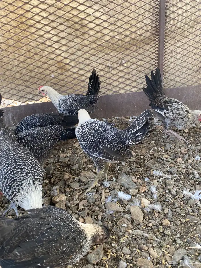 تم البيع الله يباركلك لرعيه 13