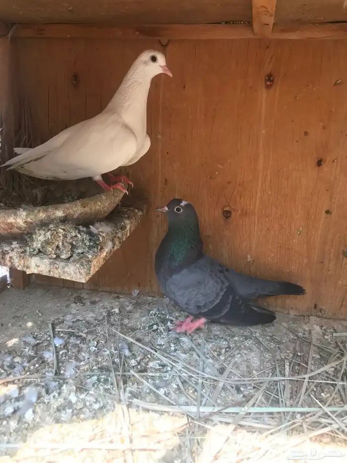 صنعاني اصيل شيبه 3