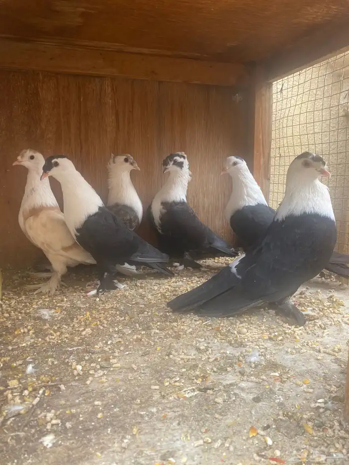 حمام لبناني 0