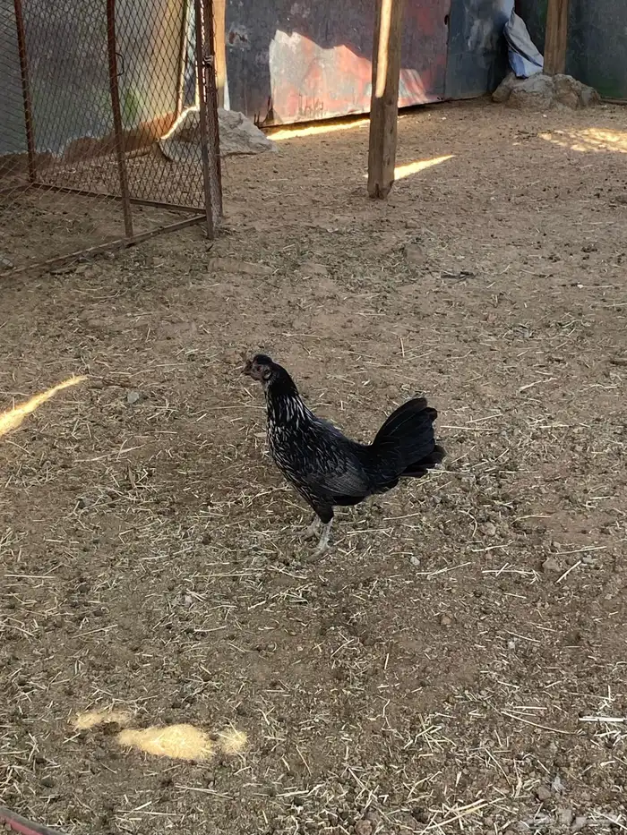 ديك باكستاني مهجن دجاجة بلدية 0