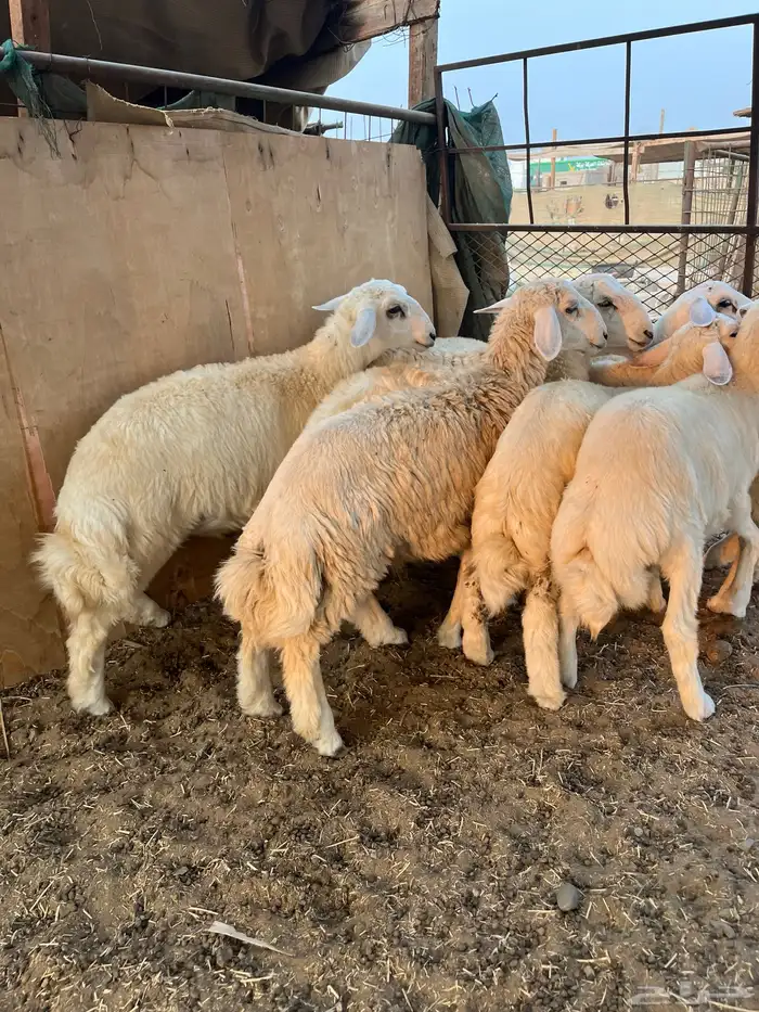 طليان حري فل شحم ولحم طائفي درجه أولى 0