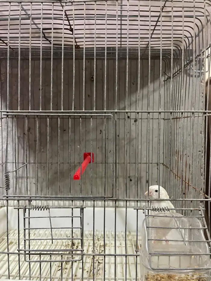 كناري مجموعه ذكور 13